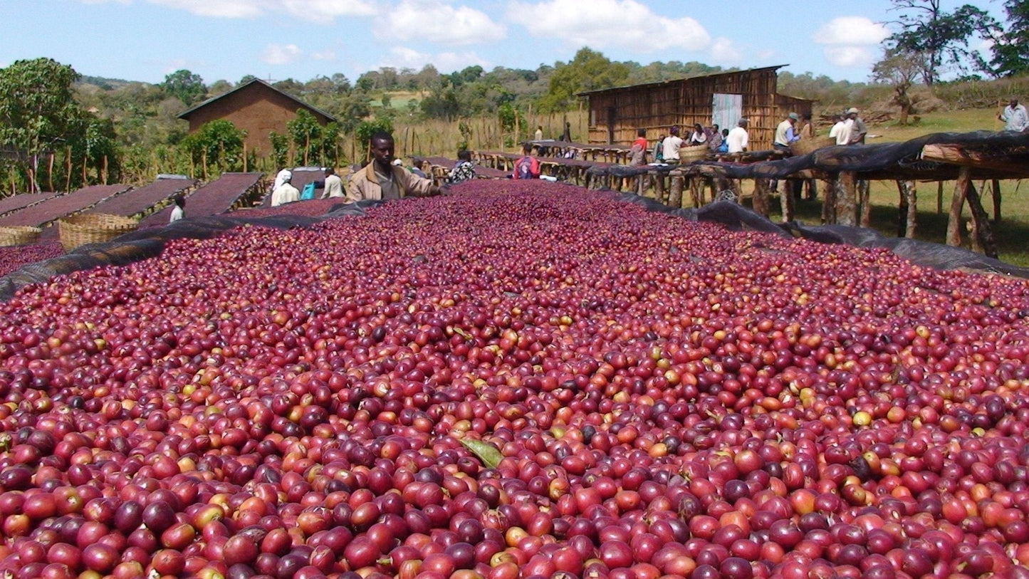 Ethiopia Natural Single Origin- Medium Light Roast